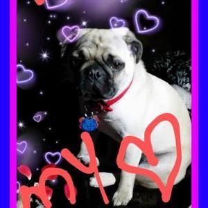 Meet your Posher, Barbara